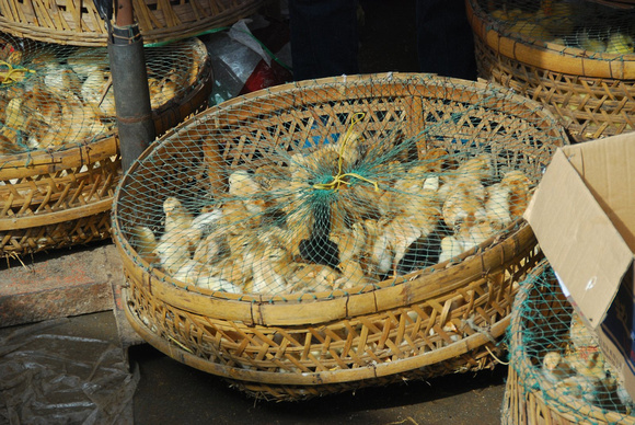 Baby Chicks for Sale in Street Market